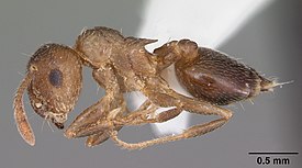 Муравей Crematogaster hashimi