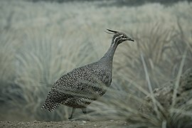 Tinamou élégant.