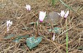 Cyclamen cilicium