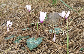 Cyclamen cilicium