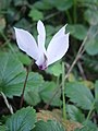 Cyclamen cilicium