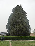 Cypress of Abar-Kuh