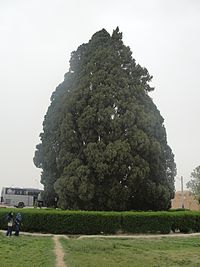 Cypress of Abarqu - Full view with two school girls in front of it.JPG