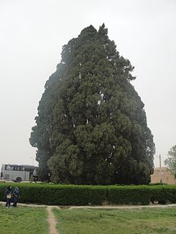 Cypressen i Abarkuh.