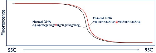 Ici, l'ADN muté a un point de fusion légèrement plus élevé.