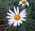 Daisy (Argyranthemum frutescens).jpg