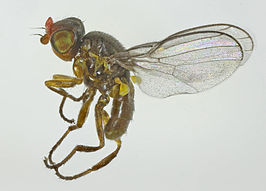 Dicraeus vagans