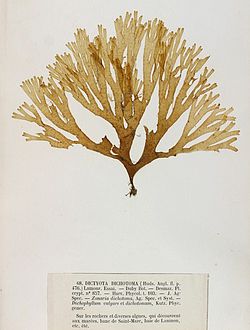 Dictyota dichotoma, exemplar de herbário dos irmãos Crouan (Pierre-Louis e Hippolyte-Marie).