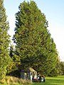 Wellingtonia specimen tree behind refurbished summer house