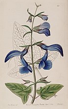 Blåsalvia Salvia patens