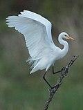 Thumbnail for Yellow-billed egret