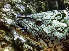 Two bluestreak cleaner wrasses cleaning a potato cod Epinephelus tukula is cleaned by two Labroides dimidiatus.jpg