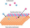 Pisipilt versioonist seisuga 24. mai 2016, kell 11:07