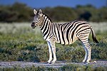 Miniatura para Zebra-de-burchell