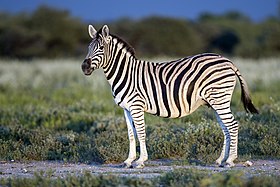 Parque Nacional Etosha, Namíbia Uma ou duas listras sombreadas ficam entre as listras largas e ousadas no quadril, uma característica exclusiva da zebra-de-burchell.