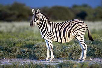 13/12: Zebra Equus quagga burchellii característica per les ratlles ben marcades.