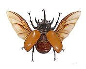 Eupatorus gracilicornis Vol.jpg