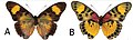 E. s. sarcoptera female dorsal (a); ventral (b)