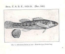 Etheostoma fricksium