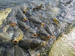 Fishes Feeding in Mansar Lake.JPG