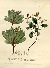 Euphronia hirtelloides, ilustracija