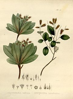 Euphronia hirtelloides (dekstre)