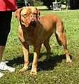 Dogue de bordeaux. Máscara marrom