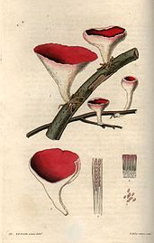 Fungi engraving by William Miller after R K Greville.jpg