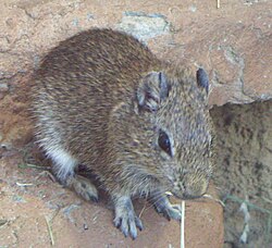 Minsteres dzeltenzobu jūrascūciņa (Galea monasteriensis)