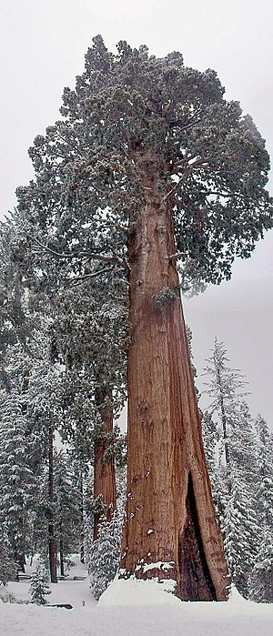 sekvojadendro (Sequoiadendron giganteum), „granda arbo“