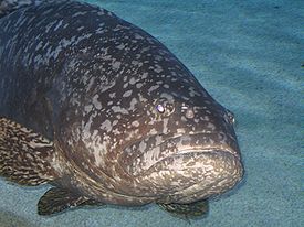 http://upload.wikimedia.org/wikipedia/commons/thumb/4/45/GiantGrouper018.JPG/275px-GiantGrouper018.JPG