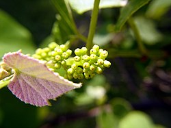 Grapevine during flowering