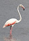 Greater Flamingo, Phoenicopterus roseus at Marievale Nature Reserve, Gauteng, South Afr (22773937344).jpg