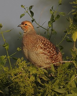 Ortygornis pondicerianus