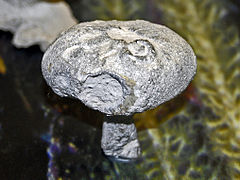 Siphonia lycoperdites , on display at the Museo Civico di Storia Naturale di Milano