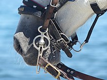 Museau d'un cheval gris portant bride, licol et mors.