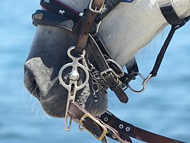 Mors Liverpool sur la tête d'un cheval d'attelage gris à La Canée, en Crète. (définition réelle 4 000 × 3 000)