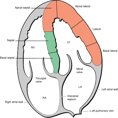 heart diagram apex