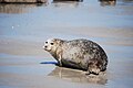 Phoque commun ou veau marin (Phoca vitulina).