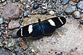 Fotografia da borboleta sul-americana Heliconius wallacei. Dentre os Heliconiinae, as tribos Acraeini, Heliconiini e Vagrantini podem apresentar asas com reflexos metálicos em azul.