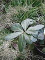 Helleborus niger leaf