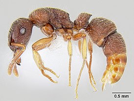 Heteroponera