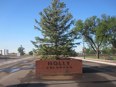 A spruce tree, not a holly tree, in Holly, Colorado.