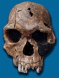 200px Homo habilis KNM ER 1813