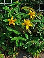 L'iperico calicino (H.calycinum), apprezzato come pianta ornamentale per i suoi grandi fiori, si è naturalizzato in alcune località d'Italia