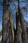 Sommerlinde (Tilia platyphyllos)