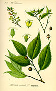 Ilustração mostrando o lódão-bastardo (Celtis australis).