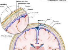 두개골 안에 든 뇌의 관상단면에서 뇌척수막의 구조를 강조하여 나타낸 그림.