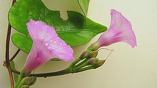 Ipomoea tiliacea.