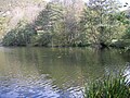 Lac de Saint-Pé-d'Ardet avec des nénuphars jaune